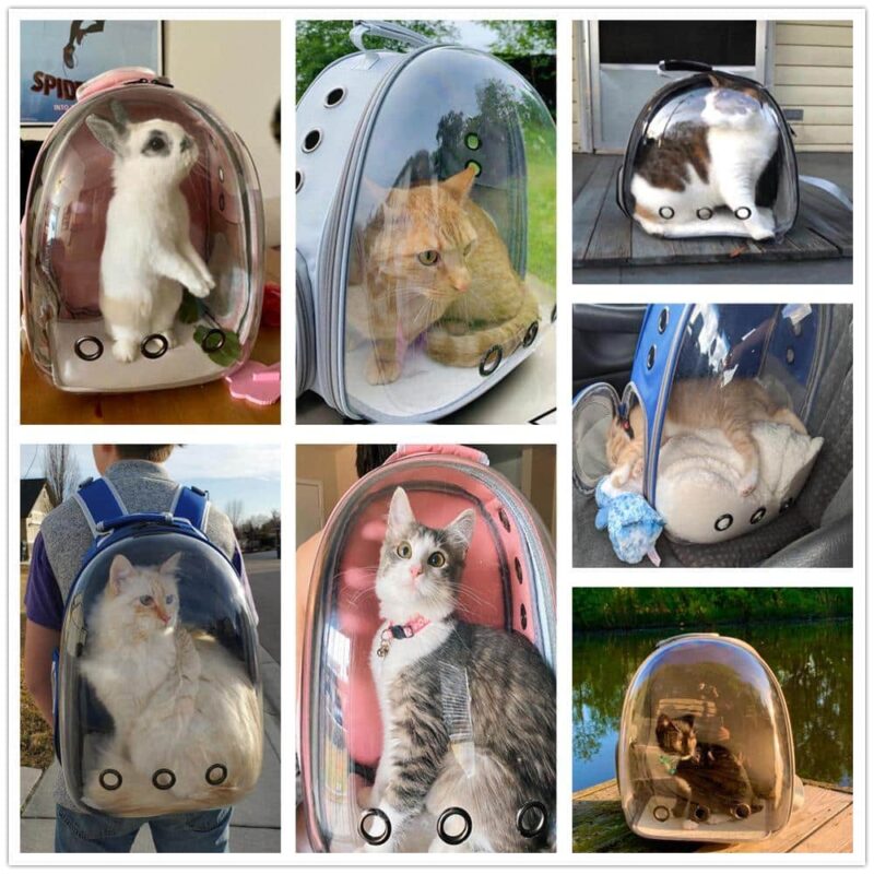 Transparent Backpack For Small Pets